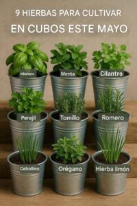 9 Hierbas que puedes cultivar en baldes este mes de mayo: Guía Completa 2 9 Hierbas que puedes cultivar en baldes este mes de mayo