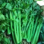 Apio, Limón y Jengibre en Polvo para Quemar Grasa