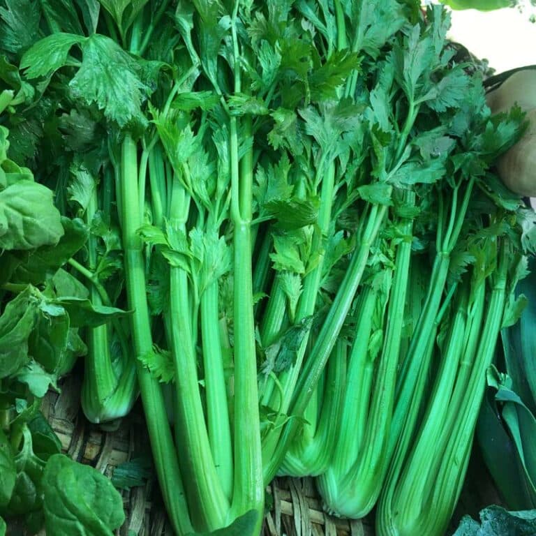 Apio, Limón y Jengibre en Polvo para Quemar Grasa