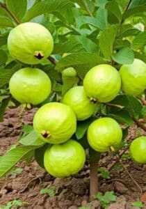 Beneficios de esta fruta: La Guayaba: Tu Aliada para una Salud Óptima 2 Beneficios de esta fruta