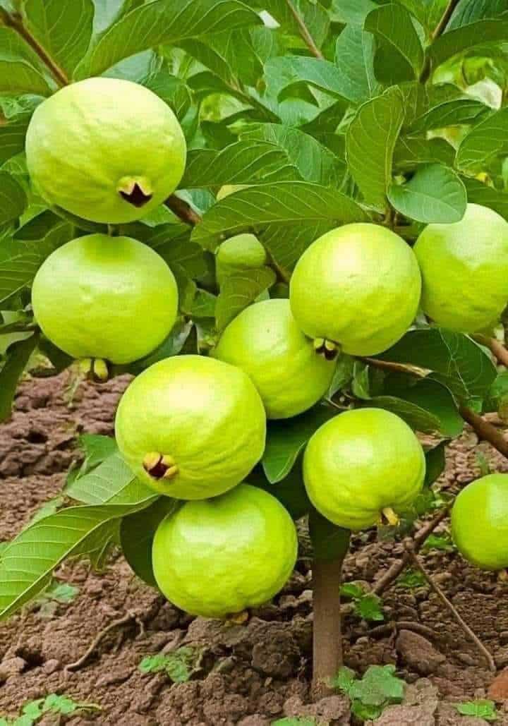 Beneficios de esta fruta