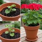 Cómo transformar tu jardín con geranios