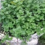 Jugo de hierbabuena y limón
