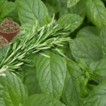 Jugo de hierbabuena y limón