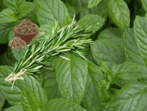 Jugo de hierbabuena y limón: Beneficios para tu salud digestiva 2 Jugo de hierbabuena y limón
