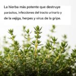 La Hierba Más Potente