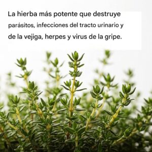 La Hierba Más Potente: Ajo Contra Parásitos, ITU, Herpes y Gripe 2 La Hierba Más Potente