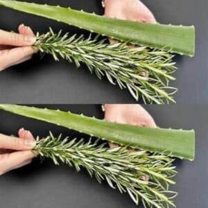 Mezcla Romero y Aloe: El Secreto de Abuela para tu Cabello 2 Mezcla Romero y Aloe