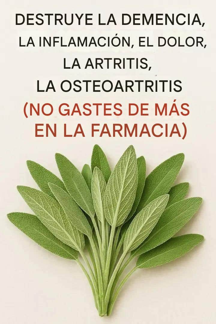 Salvia