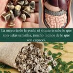 Semillas de Moringa