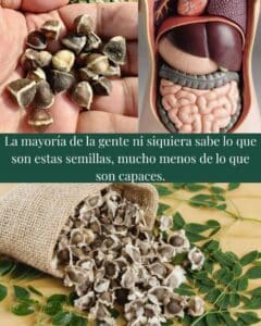 Semillas de Moringa