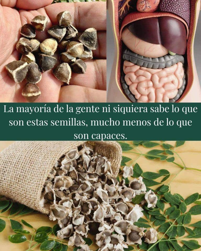 Semillas de Moringa