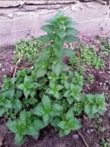 Té de ortiga: la infusión natural llena de vitaminas y minerales. 2 Té de ortiga