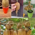 Cultivar árboles de kiwi en casa, guía completa paso a paso