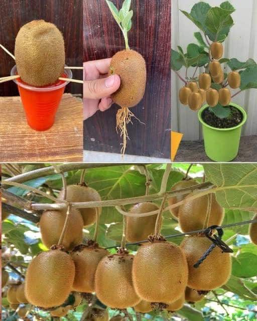 Cultivar árboles de kiwi en casa, guía completa paso a paso