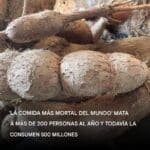 El alimento más mortal del mundo» que comen 500 millones de personas