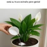 El secreto del lirio de la paz: Un fertilizante natural 9 El secreto del lirio de la paz