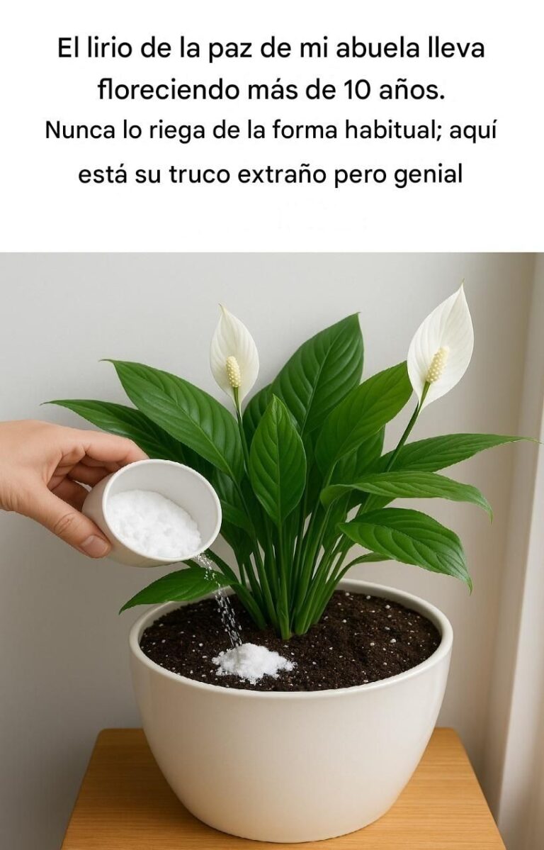 El secreto del lirio de la paz