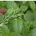 Infusion de hiervabuena y romero regenera los cartilagos