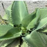 Kalanchoe o mala madre: Propiedades y Usos Medicinales 10 Kalanchoe o mala madre