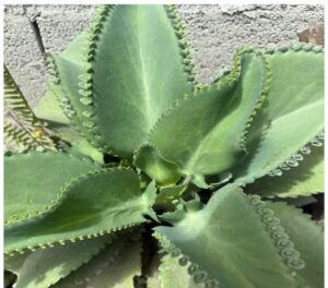 Kalanchoe o mala madre