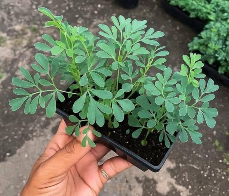 La Planta