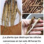 La Raíz de Bardana: Apoyo de la Ciencia contra las Células Cancerosas 8 La Raíz de Bardana
