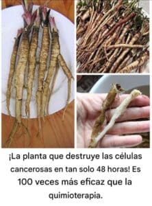 La Raíz de Bardana