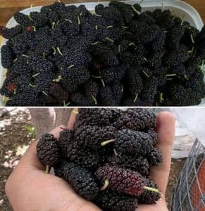 ¿La has probado alguna vez? Esta fruta de temporada te ayuda con la presión 2 La has probado alguna vez
