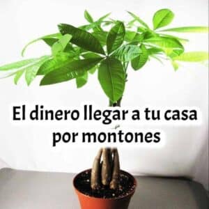 Pachira: La Planta del Dinero Tan Poderosa Como el Bonsái 2 Pachira