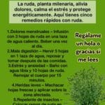 Ruda Un tesoro de la naturaleza