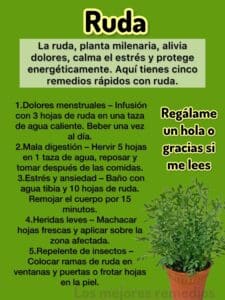 Ruda: Un tesoro de la naturaleza, propiedades y beneficios 2 Ruda Un tesoro de la naturaleza