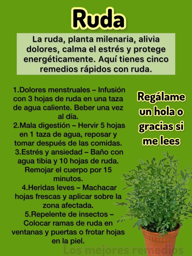 Ruda Un tesoro de la naturaleza
