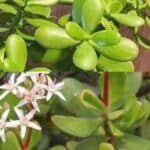 Si tienes esta planta en tu casa, o tu vecino, tienes un verdadero tesoro