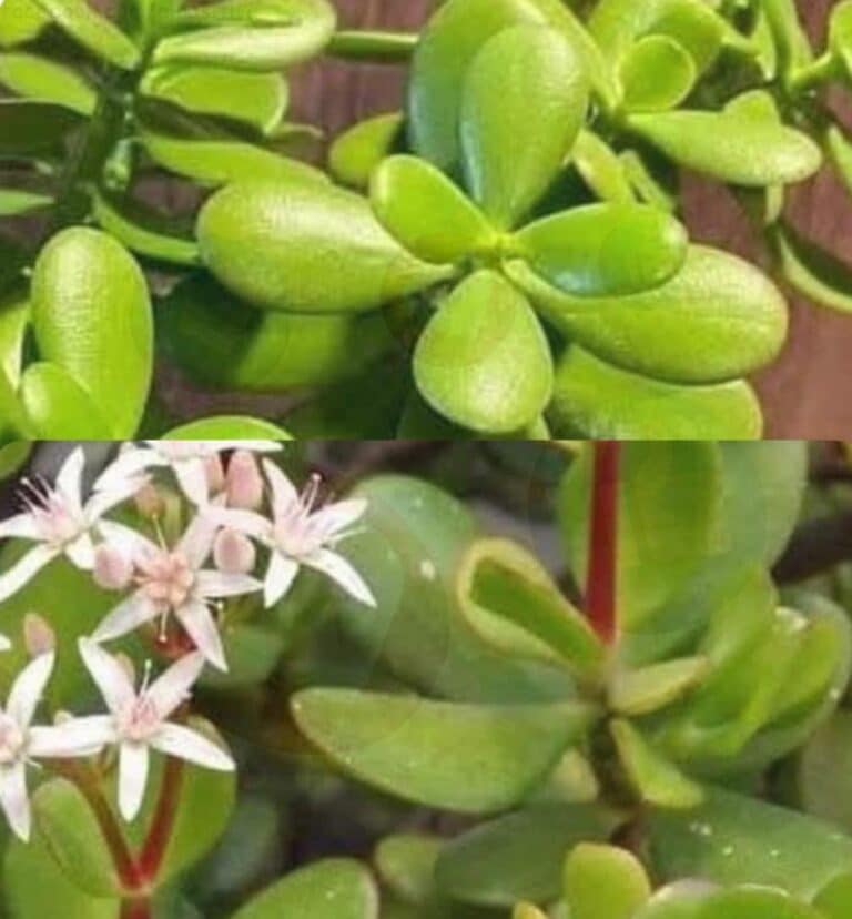 Si tienes esta planta en tu casa, o tu vecino, tienes un verdadero tesoro