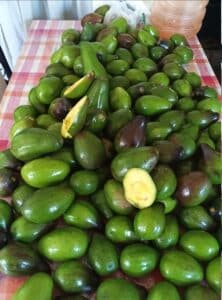 Te de hoja de aguacate