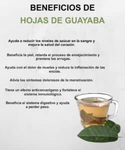 Té de hojas de guayaba