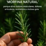 Descubre el poder del romero