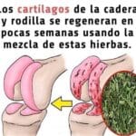 El Remedio Natural que Combate Parásitos e Infecciones Urinarias con Tomillo