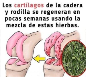 El Remedio Natural que Combate Parásitos e Infecciones Urinarias con Tomillo 2 El Remedio Natural que Combate Parásitos e Infecciones Urinarias con Tomillo