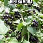 Hierba Mora: Propiedades, Usos y Recetas Naturales para la Salud. 9 Hierba Mora