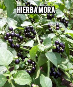 Hierba Mora: Propiedades, Usos y Recetas Naturales para la Salud. 2 Hierba Mora