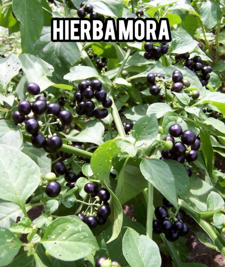 Hierba Mora