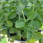 Sólo 1 hoja de orégano al día y no sufrirás más de problemas digestivos 9 Sólo 1 hoja de orégano al día y no sufrirás más de problemas digestivos