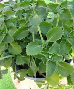 Sólo 1 hoja de orégano al día y no sufrirás más de problemas digestivos 2 Sólo 1 hoja de orégano al día y no sufrirás más de problemas digestivos