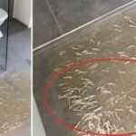 Un extraño descubrimiento en el baño