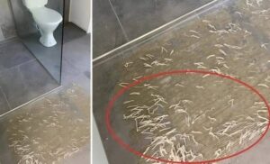 Un extraño descubrimiento en el baño: el misterio de los gusanos de la alfombra 2 Un extraño descubrimiento en el baño