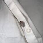 Huevos de Chinche Hedionda: El Terrible Descubrimiento que Hice en Mi Cama. 10 Huevos