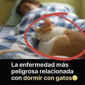 La Enfermedad Más Grave al Dormir con Gatos: Riesgos y Prevención de Infecciones. 2 La Enfermedad Más Grave al Dormir con Gatos