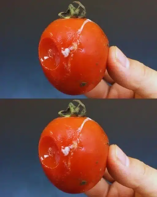 No tires los tomates podridos